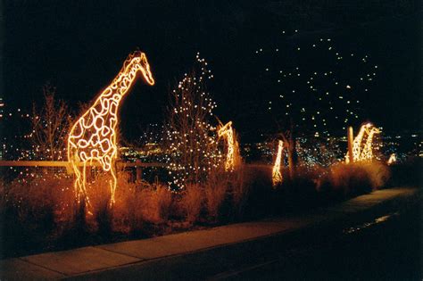 Electric Safari Giraffes Jenyva Turner Visitcos Flickr