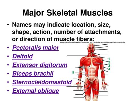 Largest Skeletal Muscle