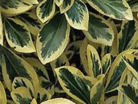 Euonymus Japonicus Bravo Evonimo Variegato Bianco