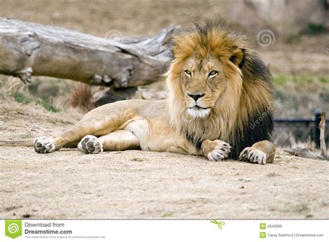 Majestic Lion Royalty Free Stock Image Image 2943066