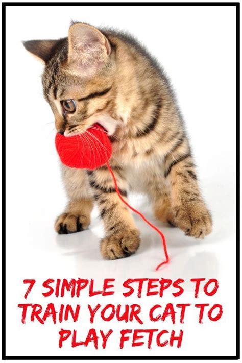 How To Train Your Cat To Play Fetch 7 Simple Steps Cat Training