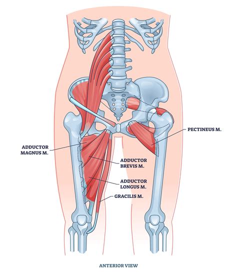 Best Adductor Stretches With Pictures Inspire Us