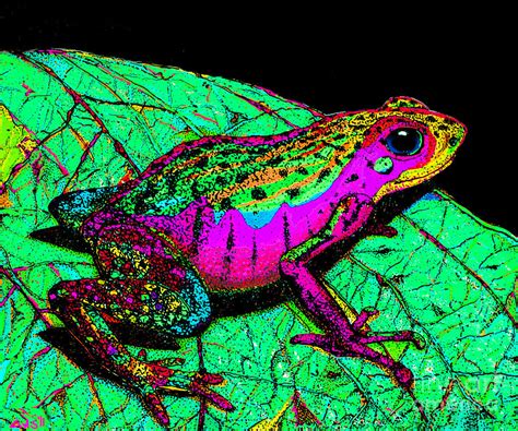 Rainbow Frog 3 Photograph By Nick Gustafson