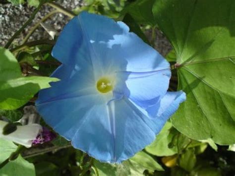 Morning Glory Garden Flowers Nature Blue Hd Wallpaper Peakpx