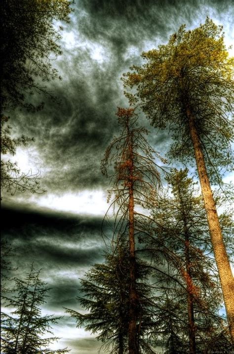 Stormy Skies Tree Photography Nature Pictures Hdr Photography