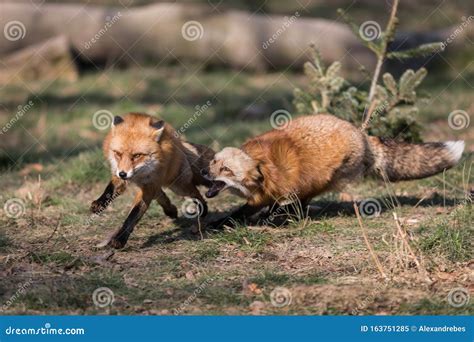 Red Fox Fighting In The Forest Stock Image Image Of Background Cold