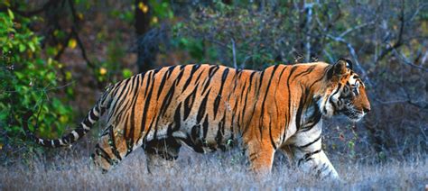 Bandhavgarh National Park Tour Packages