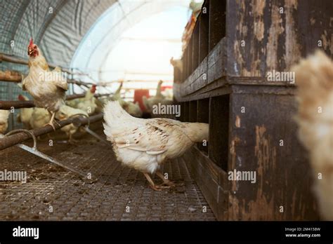 Sustainability, chicken barn and hen farm for production of eggs