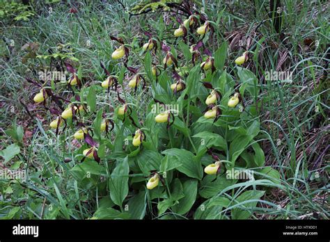 Ladys Slipper Orchid Cypripedium Calceolus Group In Woodland Stock