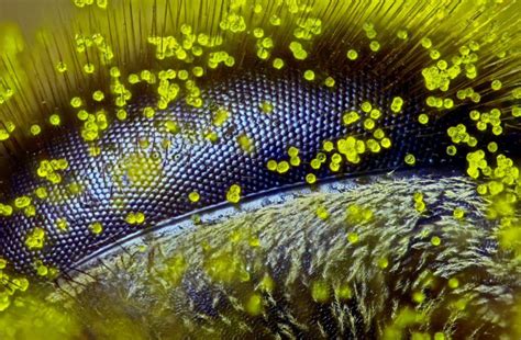 Stunning Works Under The Microscopes Perspective