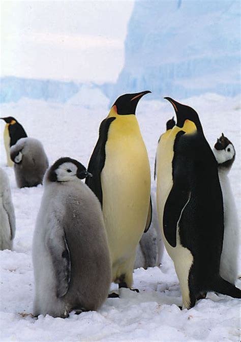 Aptenodytes Forsteri Emperor Penguin