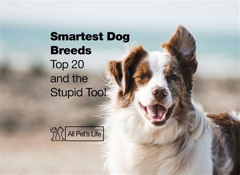20 Smartest Dog Breeds And The Dumbest Too 2023 All Pets Life