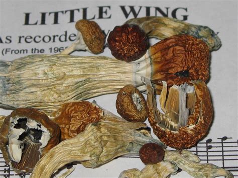 Dried Mushrooms Id The Psychedelic Experience Shroomery Message