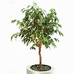 Ficus beniamino - Piante appartamento - Ficus beniamino da appartamento