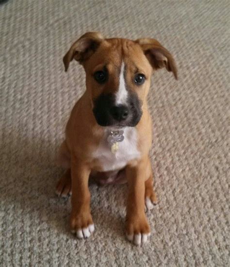 Great dane mix with labrador dog facts | black labrador dog. Boxer & Lab Ret puppy (13 weeks) | Boxer mix puppies ...