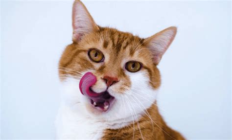 Cat food reviews 2021 best cat food. What Cat Food Advisor Helps to Find The Best Cat Foods ...