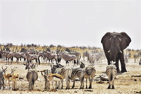 Etosha National Park Namibia’s Greatest Wildlife Sanctuary African Guide Jewel Of Africa