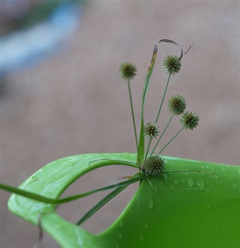 It is usually not a good idea to treat stumps or stems in the spring when the bush is pushing nutrients up from the roots, as the chemical is unlikely. KnitOwl: Green harvest and Esme room diagram