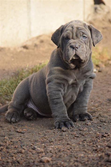 Gran guardián de la propiedad y de sus uno de los rasgos particulares del napolitano es su piel suelta y llena de arrugas. Cachorro Mastin Napolitano Exclusivos. Di Petto Forte ...