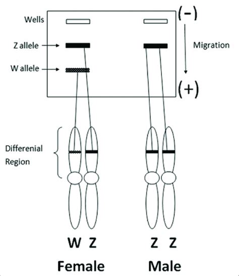 scheme of dna amplification targets on w and z sex chromosomes of male download scientific