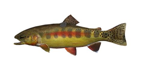 Historic Colorado Golden Trout Fishing Planet Wiki