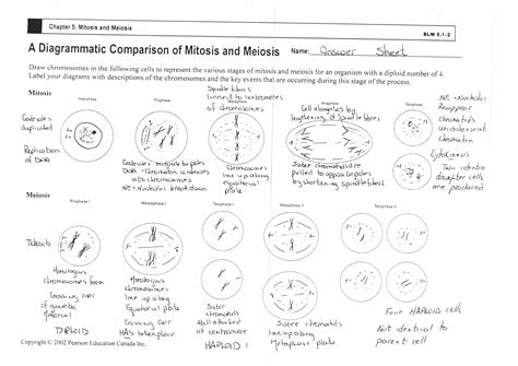 14 Genetics And Meiosis Worksheet Worksheeto Com