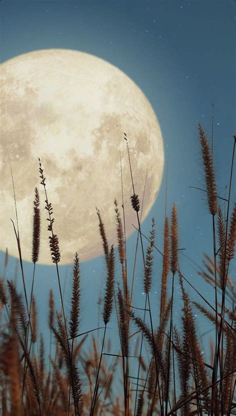The Full Moon Shines Brightly Over Tall Grass