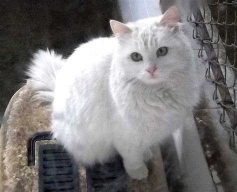Türkisch Angora Katze Eigenschaften Und Charakter Rassen Von Katzen