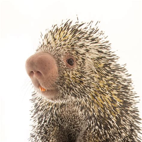 Porcupines National Geographic