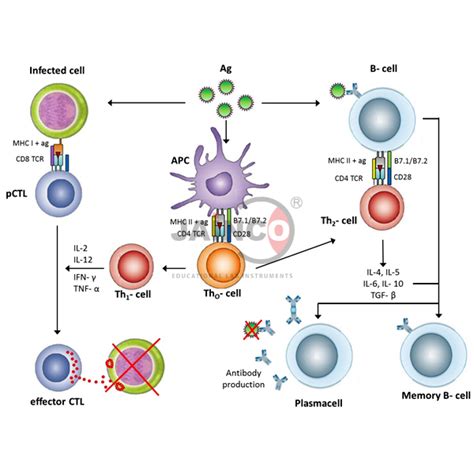 Examples Of Antigen Presenting Cells And Their Functions Kulturaupice