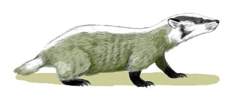 Chamitataxus Avitus Prehistoric Badger Wiki Display Full Image