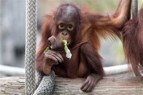 Orangutan Eating A Lettuce Eric Kilby Flickr