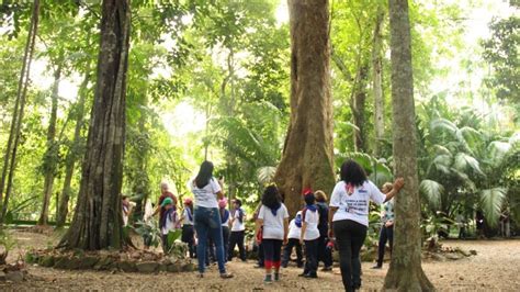 Saiba Como Fazer Agendamento Para O Bosque Da Ciência Em Manaus