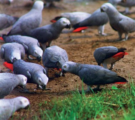 African Grey Parrot Latest Facts And Pictures All Wildlife Photographs