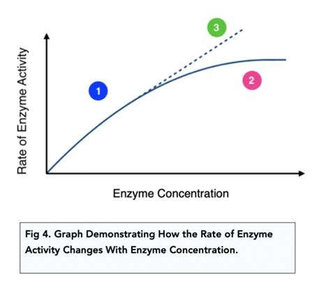 Enzymes Rates Of Reaction A Level Biology Study Mind