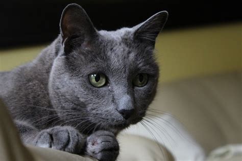 10 Of The Most Allergy Friendly Cat Breeds