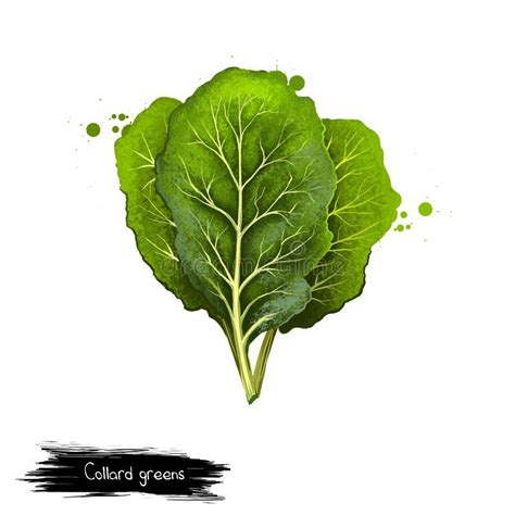 Collard Greens Isolated On White Large Dark Colored Edible Leaves