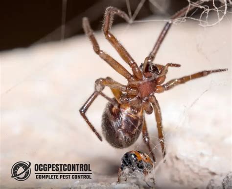 Brown House Spider Ocg Pest Control And Termite Prevention Services