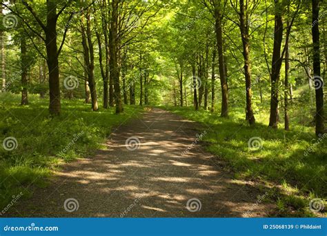 Forest Walk Stock Image Image Of Trees Environment 25068139