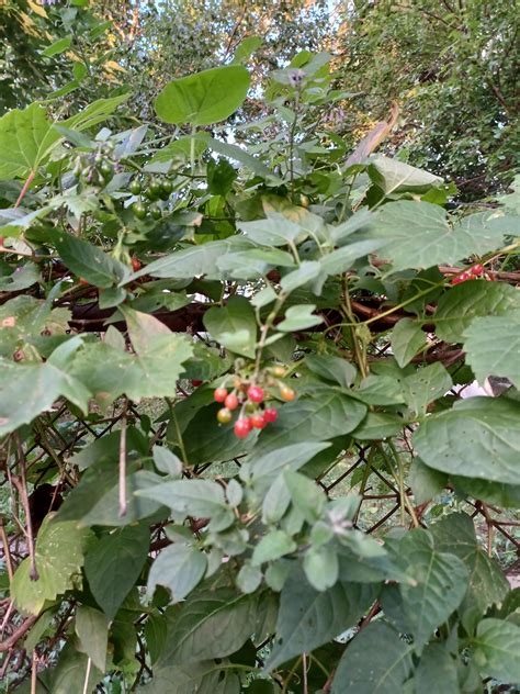 Can Anyone Identify The This Plant Berries Im In The Midwest Of The