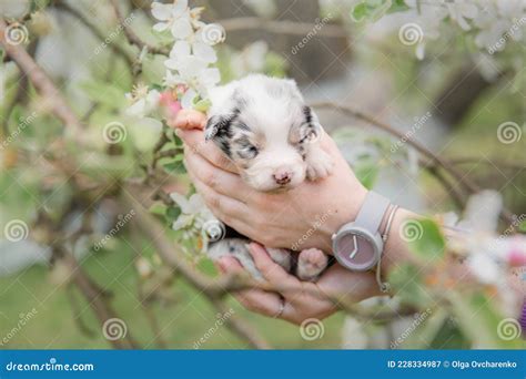 Australian Shepherd Puppy Newborn Puppy Stock Image Image Of Beauty