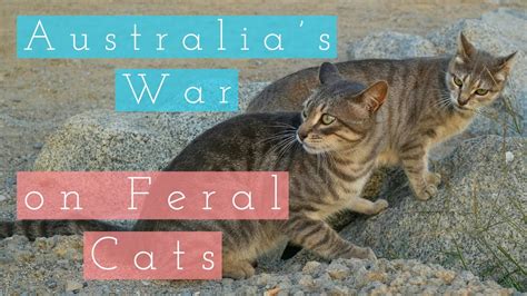 Australias War On Feral Cats Youtube