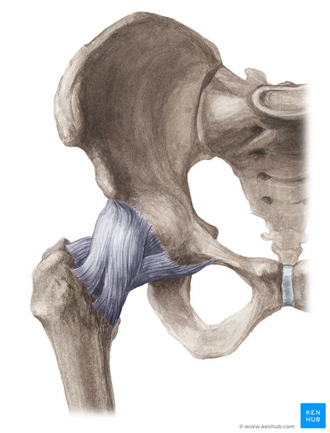 Hip Joint Ligaments Movements Muscles Kenhub