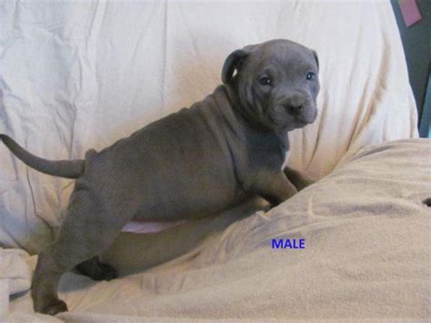 Ukc Blue Pitbull Puppies For Sale In Waco Texas Classified
