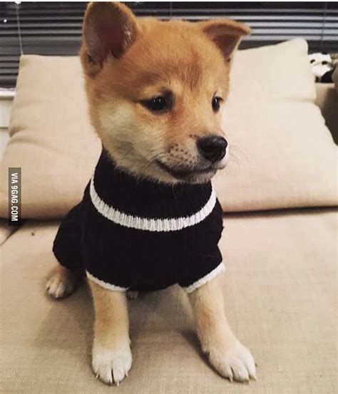 81 видео 5 785 просмотров обновлен 25 нояб. Cute baby doge - 9GAG