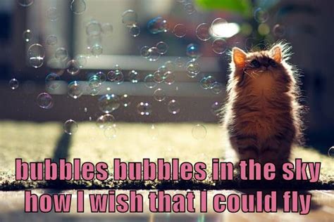Bubbles Bubbles In The Sky How I Wish That I Could Fly Lolcats Lol