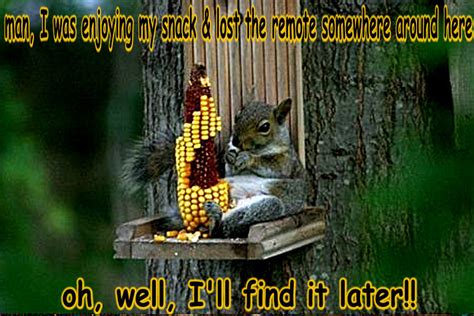 Squirrel Funny Animal Humor Photo 20269153 Fanpop