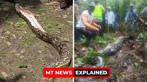Jahrah Eaten Alive How Was The Indonesian Woman Eaten By Python Explained