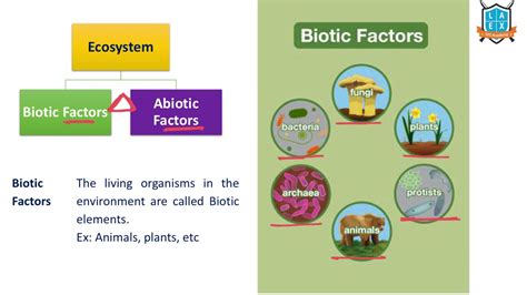 Biotic Factors