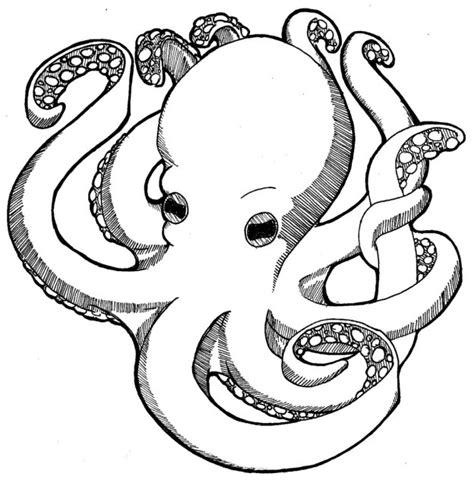 Feel free to explore, study and enjoy paintings with paintingvalley.com Realistic Octopus Drawing at GetDrawings | Free download